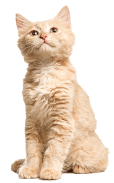 animal-shelter-img-5