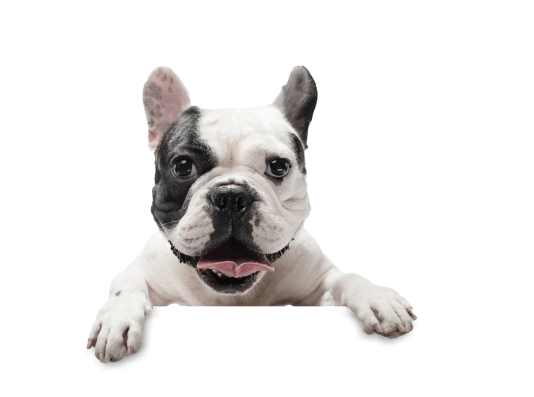 animal-shelter-img-6